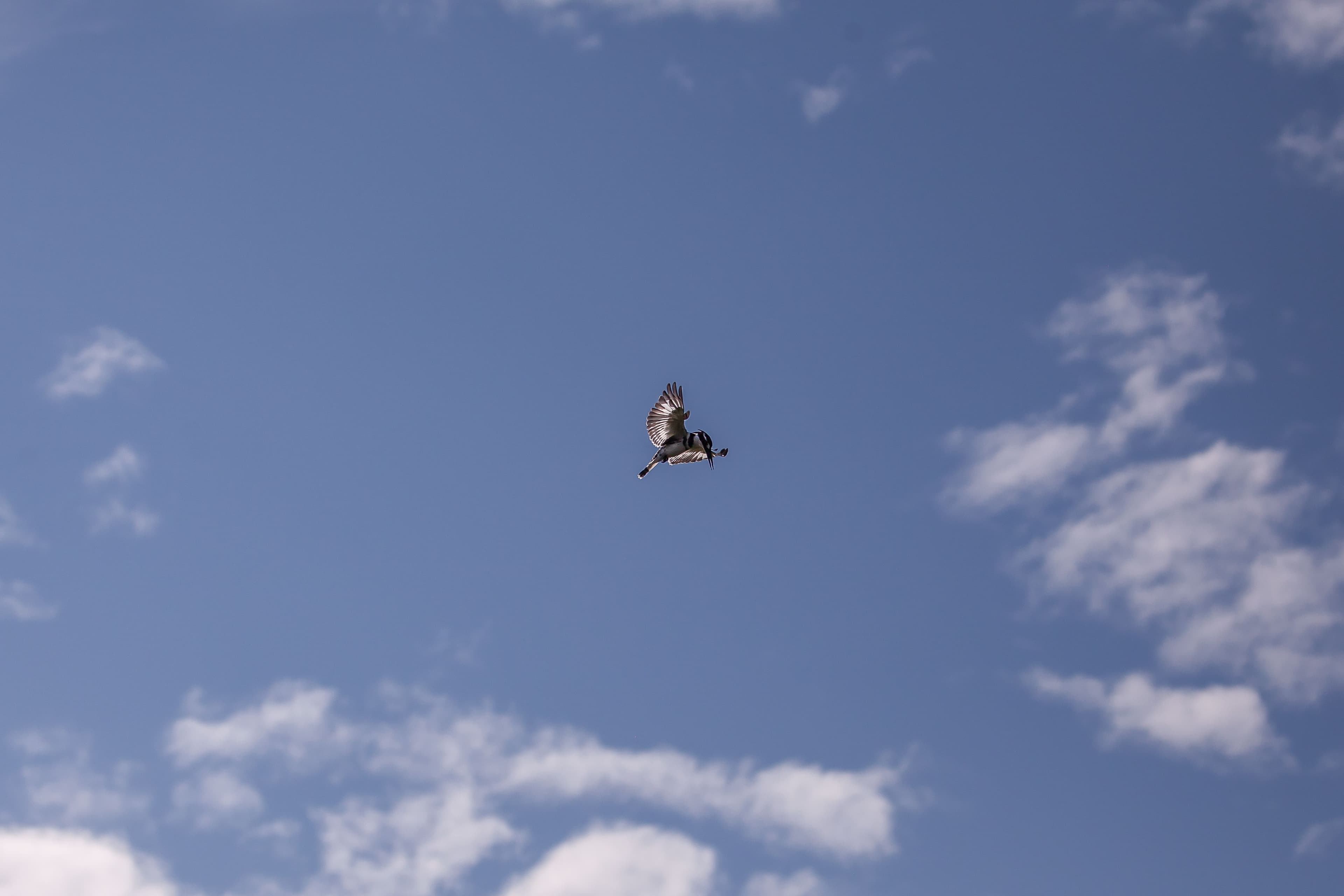 bird