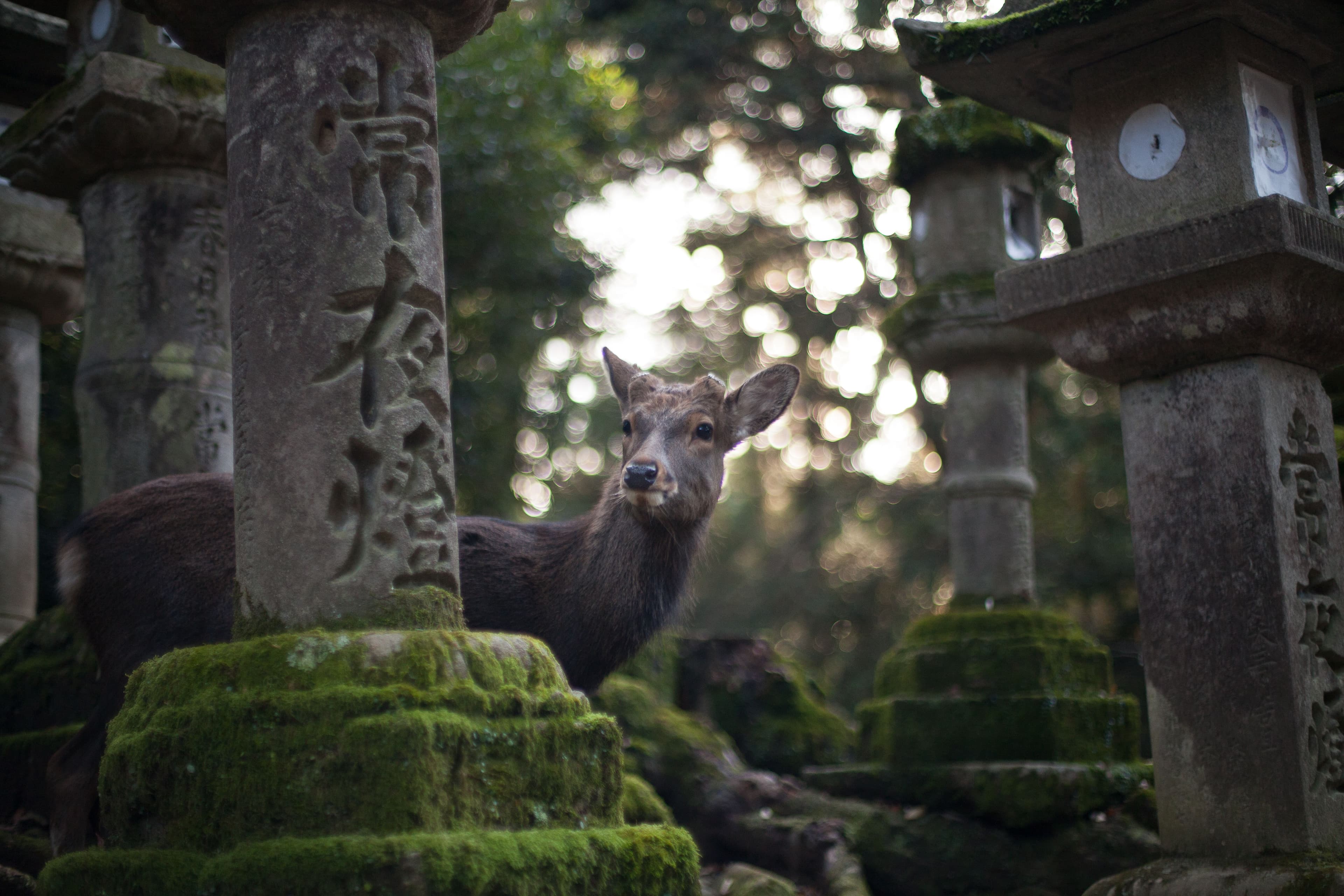 deer2