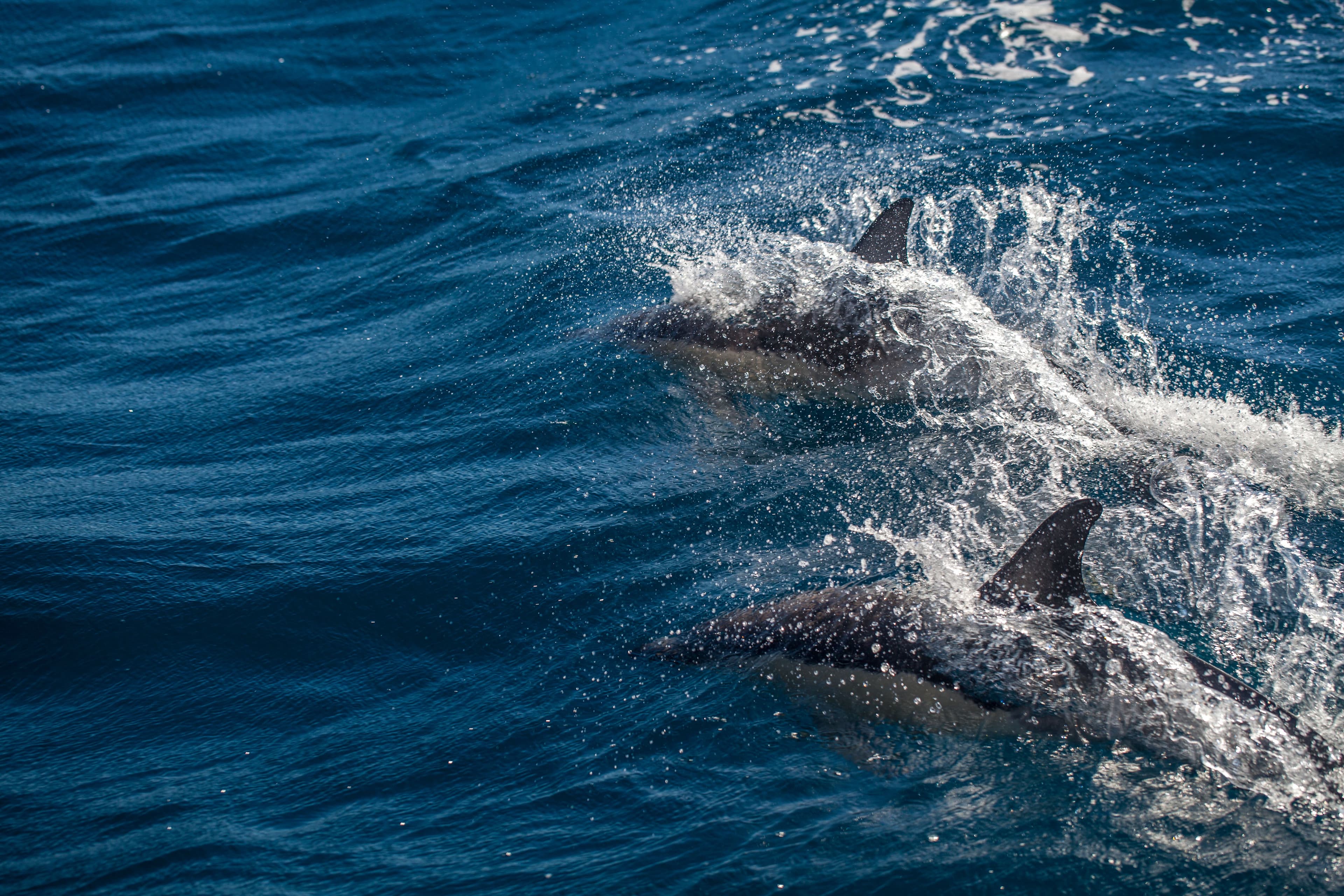 dolphin