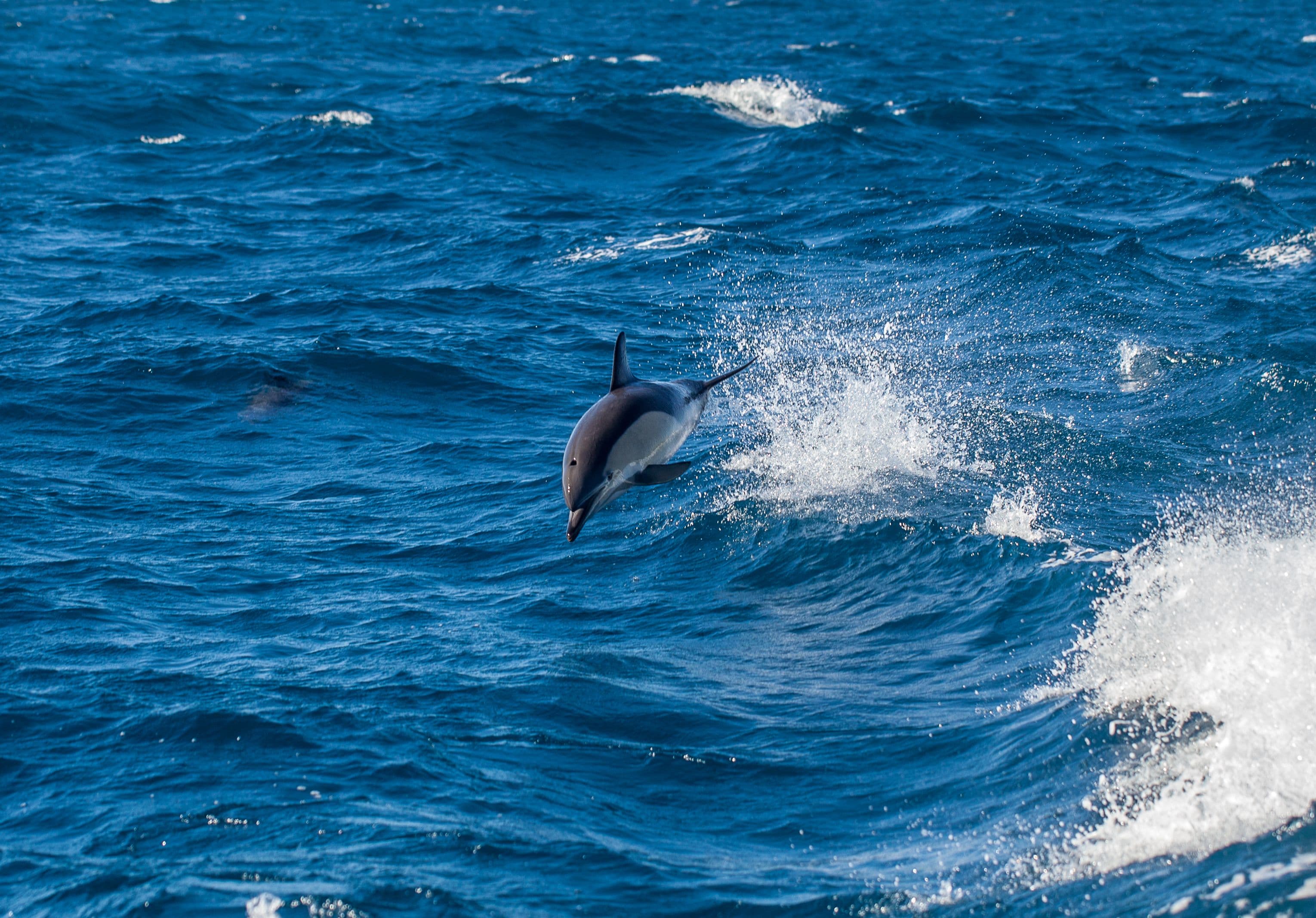 dolphin2