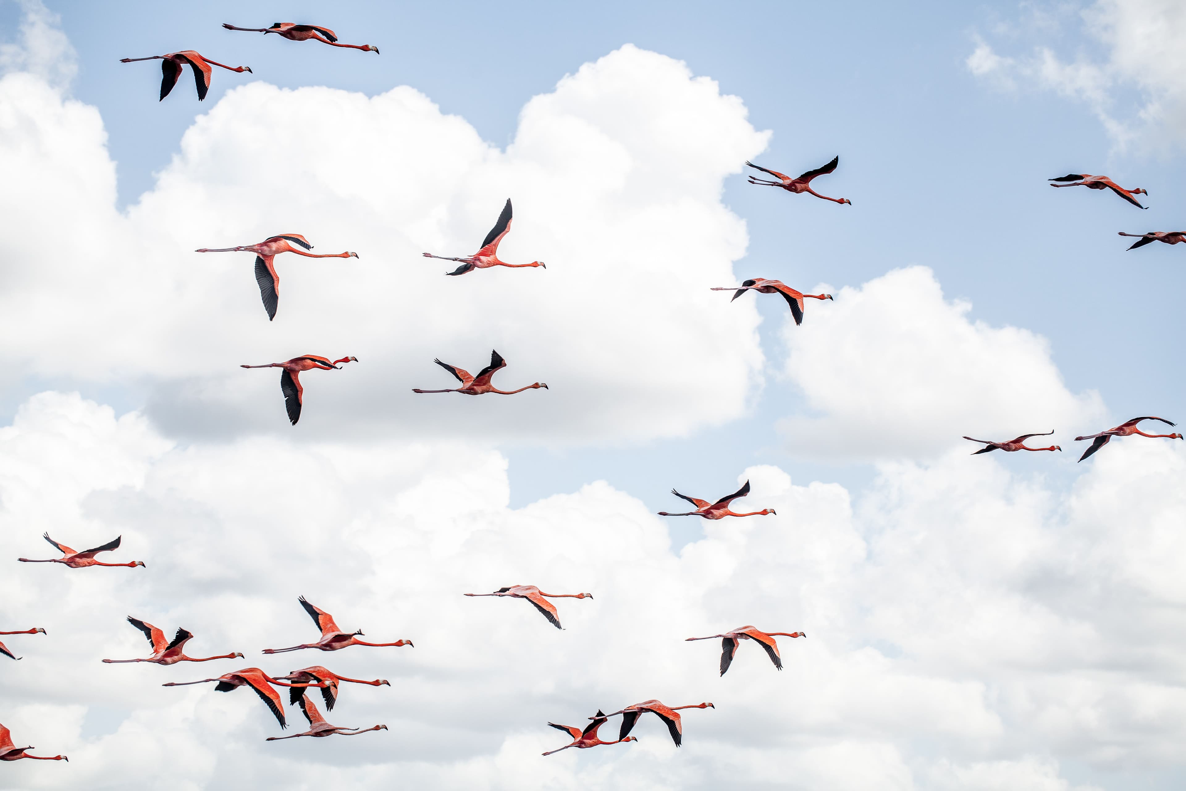 flamingos