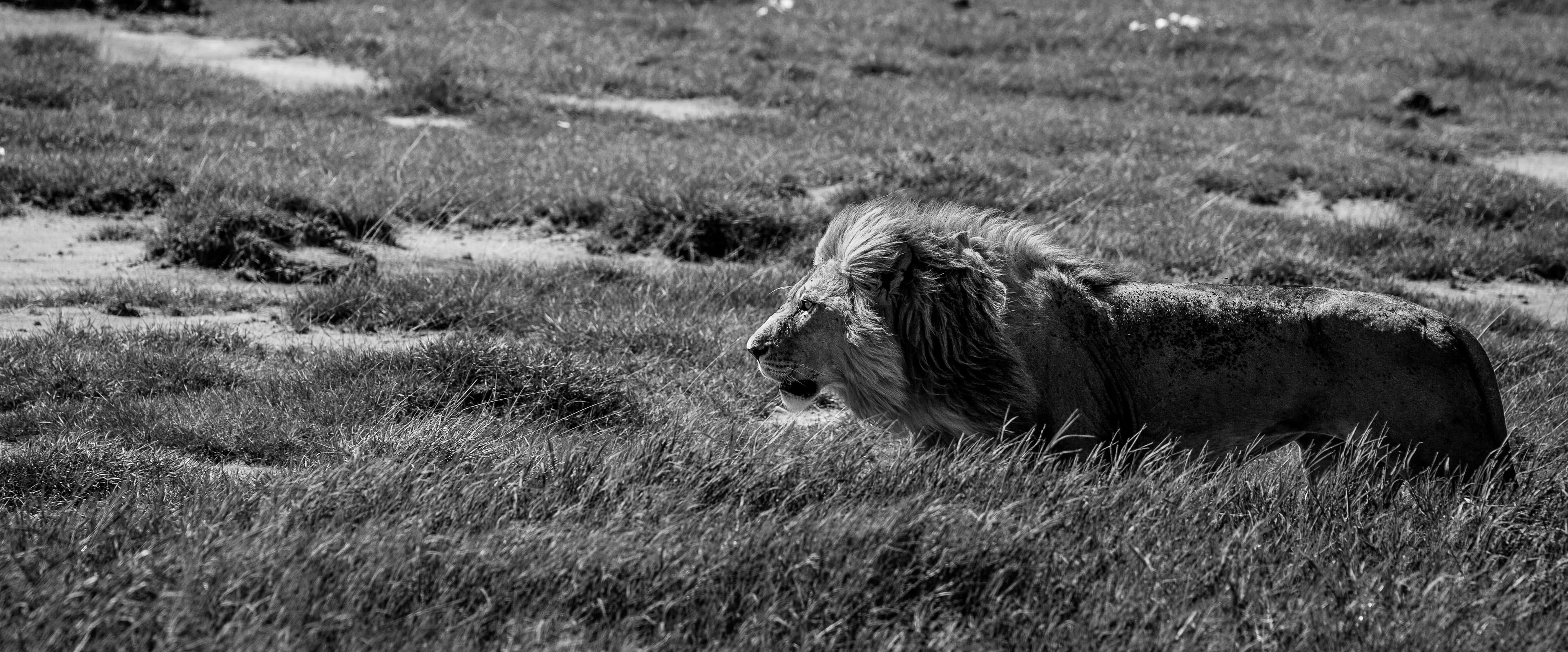 lion