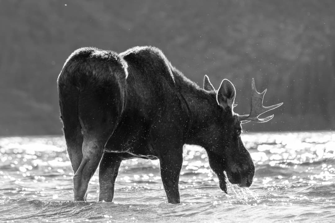 moose