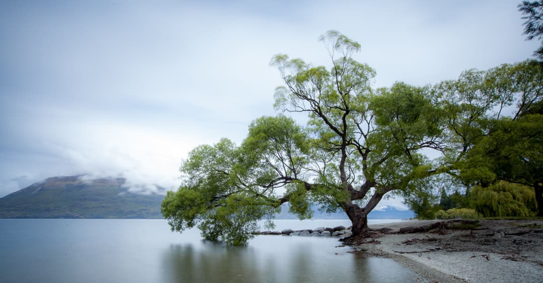 tree