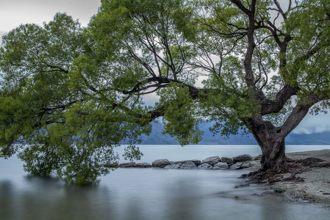 tree2