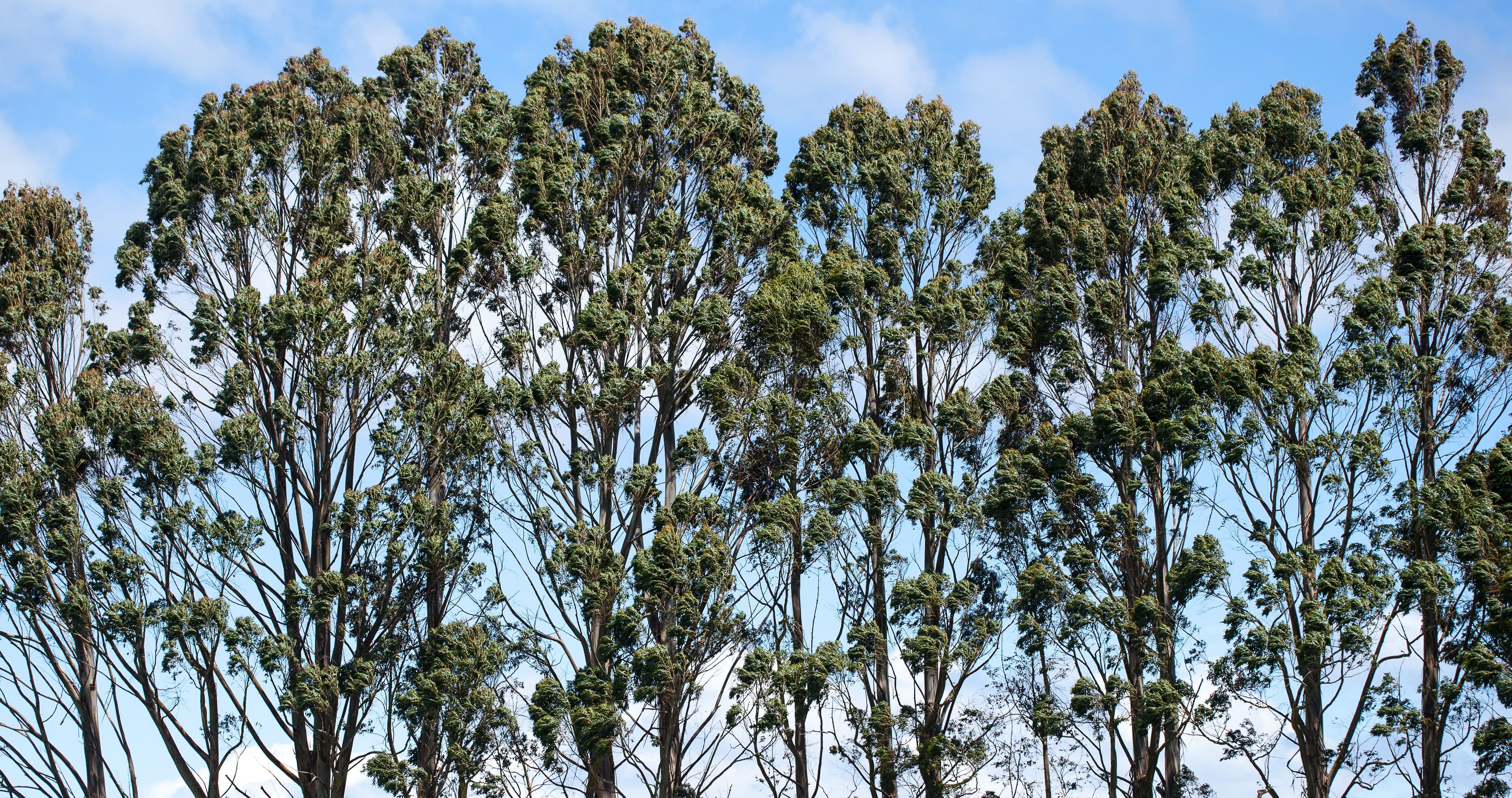 trees3