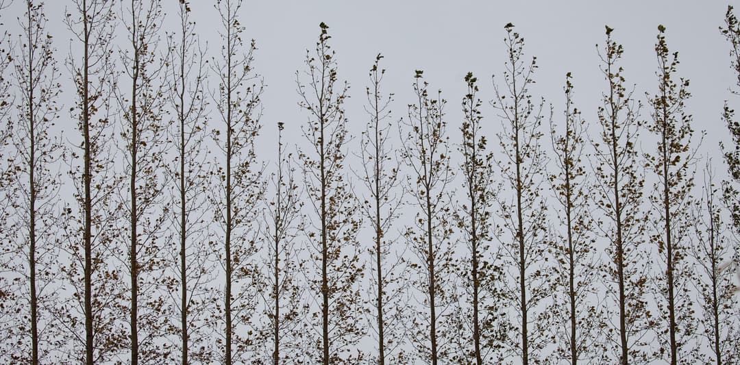 Poplars in Winter