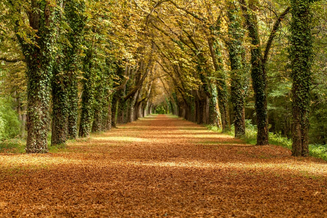 Avenue of Limes