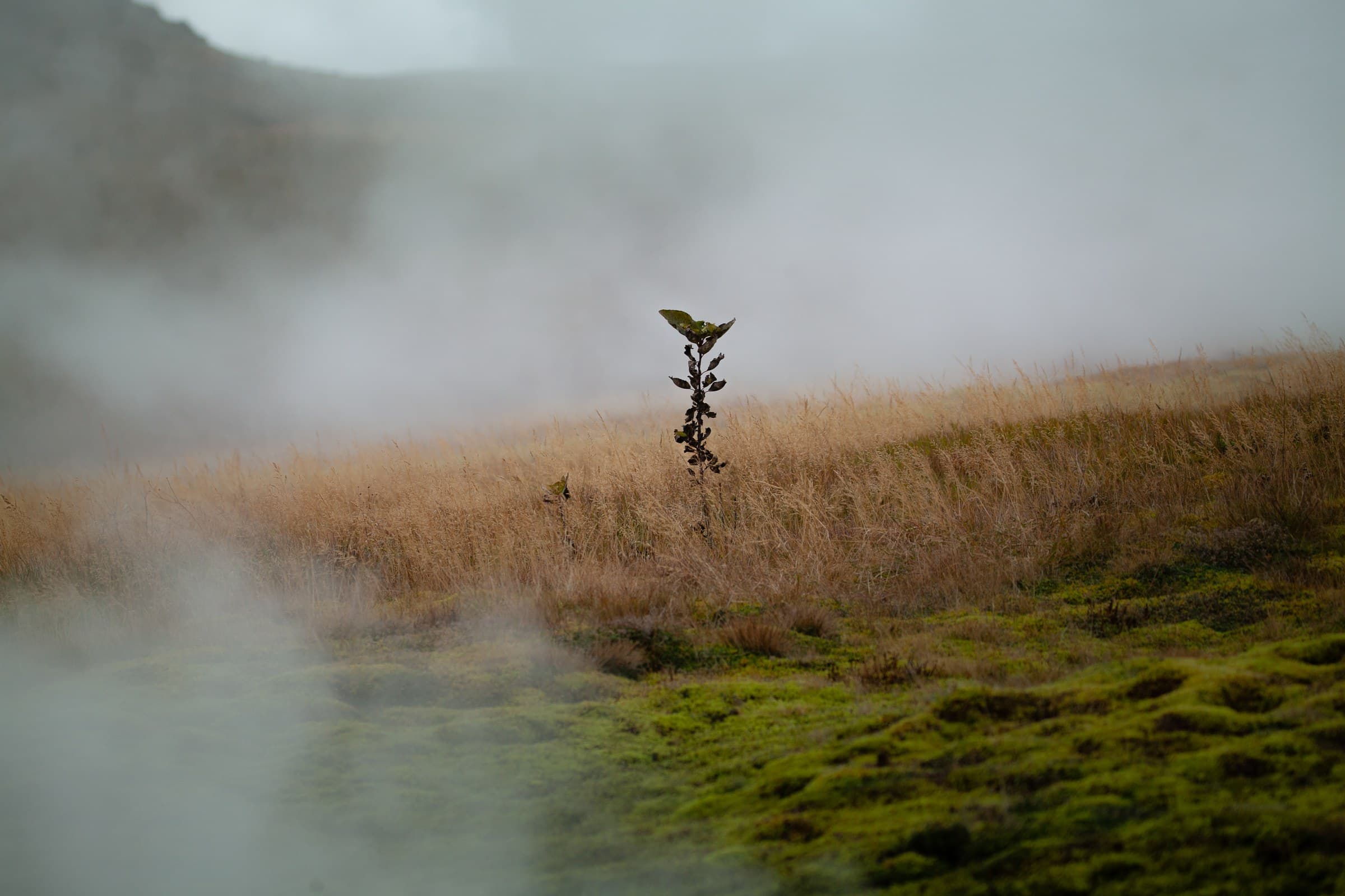 Una planta