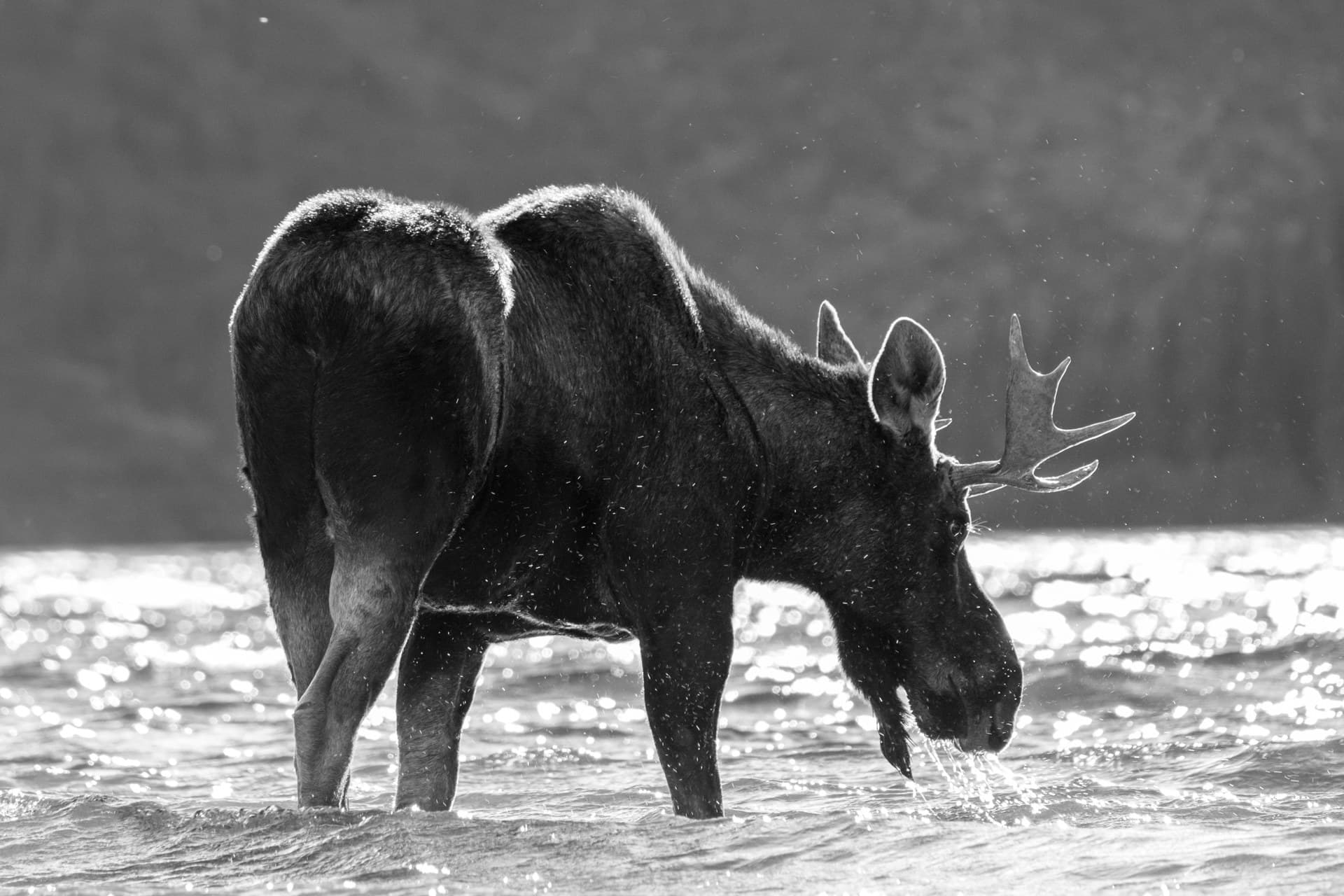 Dos alces