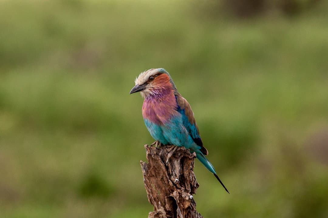 Lilac-Breasted Roller